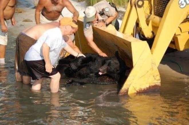 Мужчина спас в океане 180 кг медведя! 35