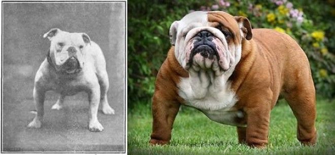 Как за 100 лет изменились породистые собаки, в связи с селекцией 28