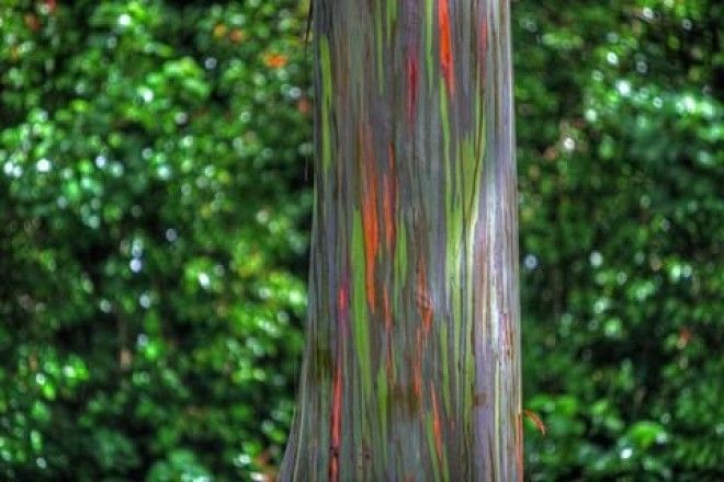 Самое разноцветное дерево в мире 12