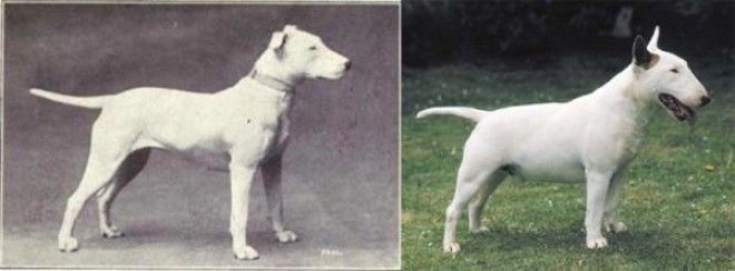 Как за 100 лет изменились породистые собаки, в связи с селекцией 25
