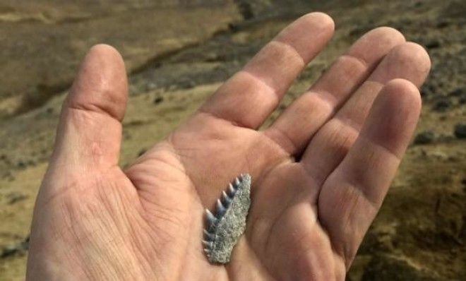 Найдены окаменелости динозавров, которым 71 млн лет! 29