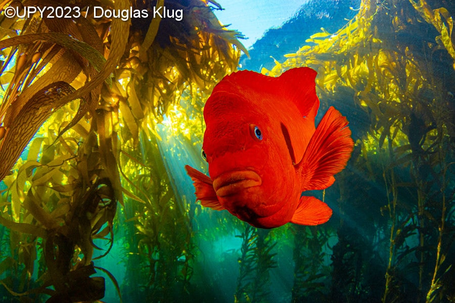 Кто проживает на дне океана: 19 самых ярких работ с международного конкурса подводной фотографии 2023 года 59