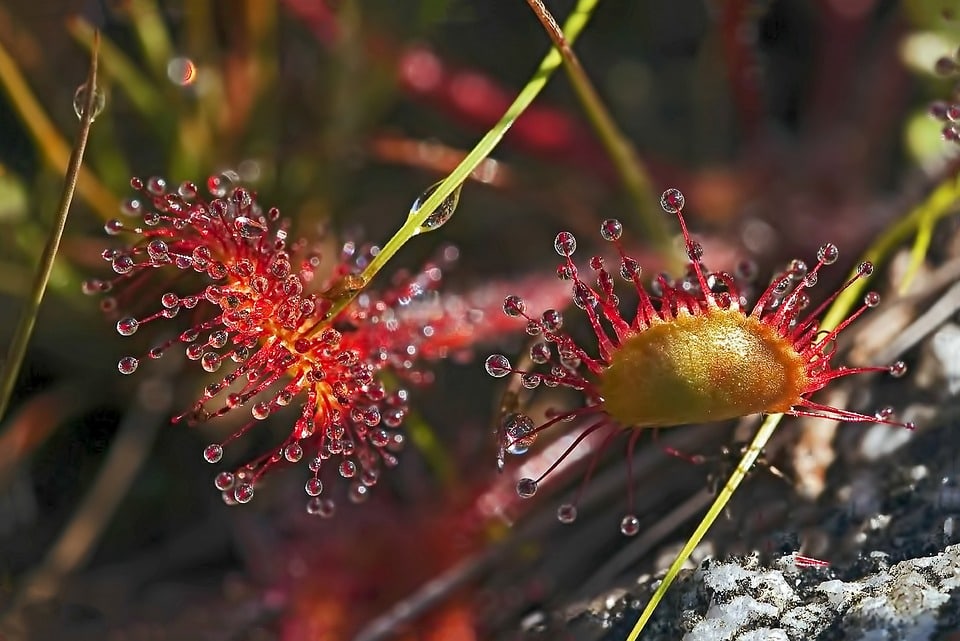 10 невероятных растений, которые докажут, что природе всё ещё есть чем удивить человека 52