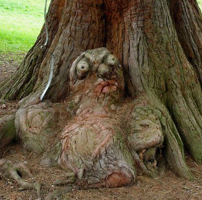 Монстры, люди и сказочные существа: 17 необычных деревьев, которые сумели мастерски притвориться чем-то другим 52