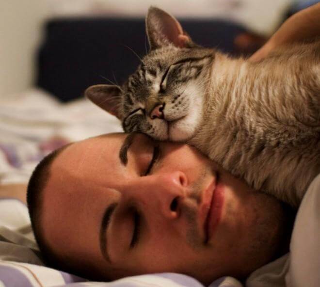Вот почему коты так любят спать на хозяевах!
