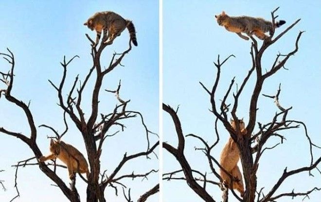 Невероятный прыжок позволил кошке спастись от рыси 17