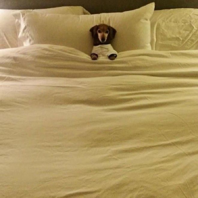 20 милых пёсиков, которые блаженно заснули на хозяйской кровати 47