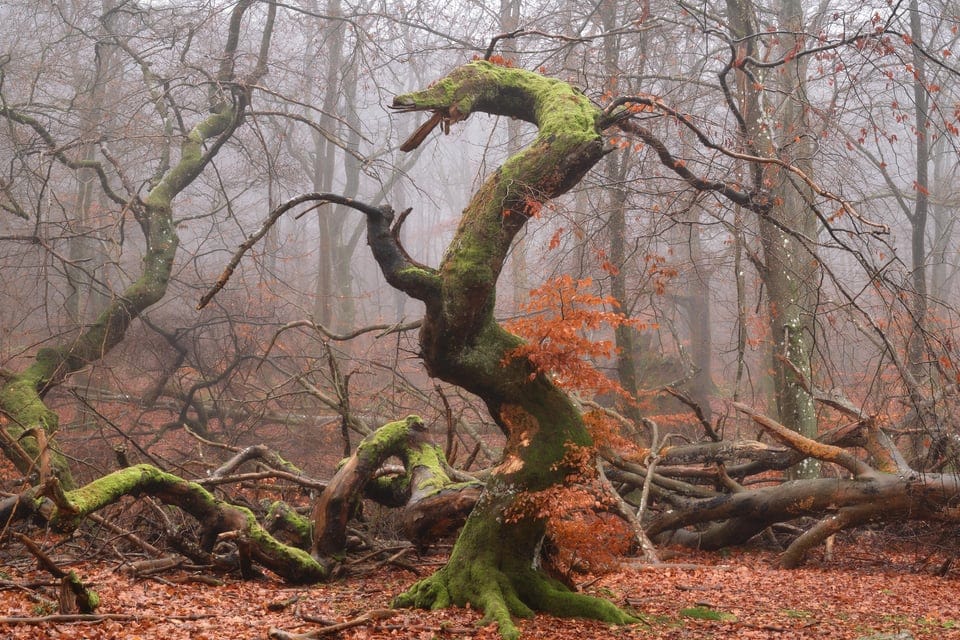 Монстры, люди и сказочные существа: 17 необычных деревьев, которые сумели мастерски притвориться чем-то другим 61