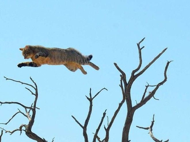 Невероятный прыжок позволил кошке спастись от рыси 16