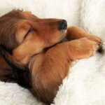 20 милых пёсиков, которые блаженно заснули на хозяйской кровати
