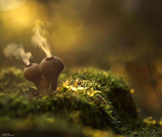 Фотографии самых красивых грибов мира 40