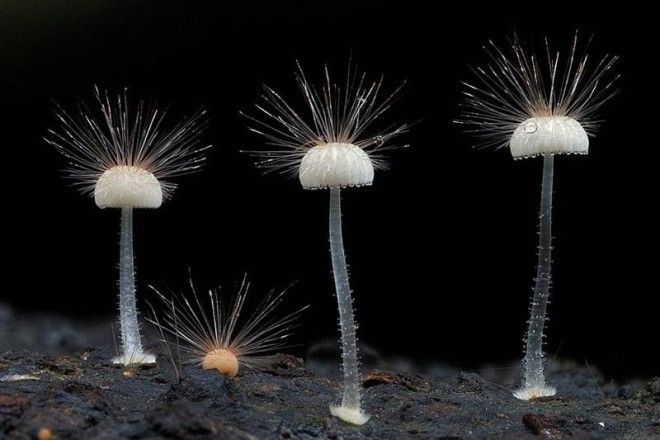 Фотографии самых красивых грибов мира 49