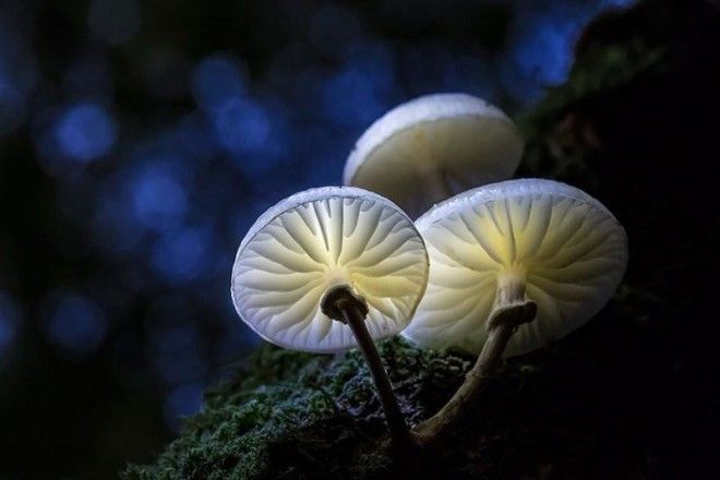 Фотографии самых красивых грибов мира 46