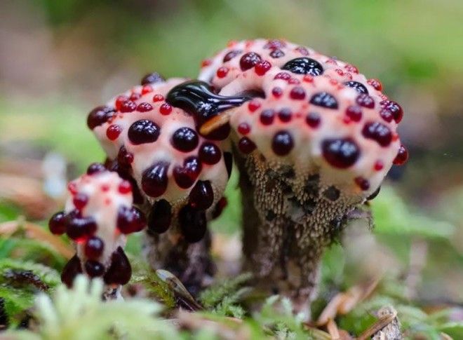 Фотографии самых красивых грибов мира 42