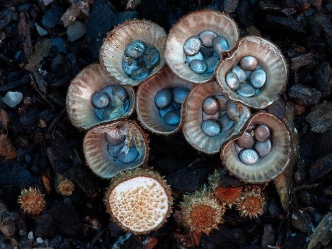 Фотографии самых красивых грибов мира 44
