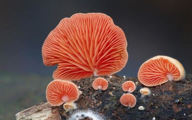 Фотографии самых красивых грибов мира 47