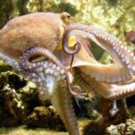 Почему осьминоги самые крутые ребята на Земле?