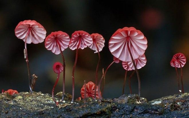 Фотографии самых красивых грибов мира 41