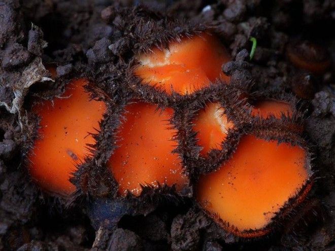 Фотографии самых красивых грибов мира 23