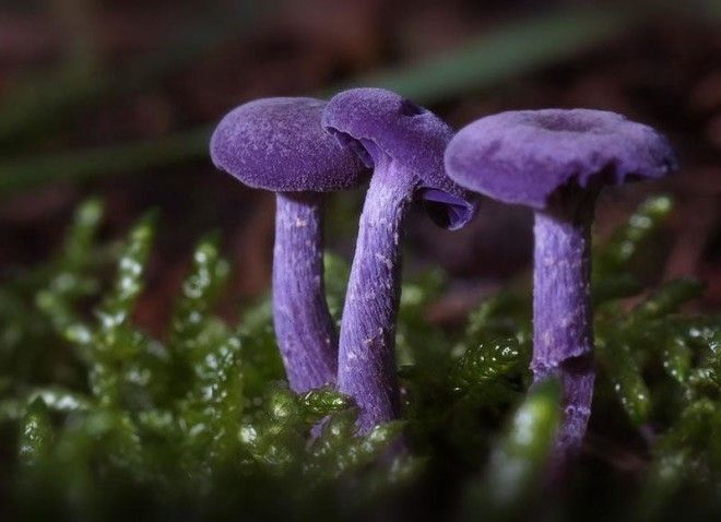 Фотографии самых красивых грибов мира 44