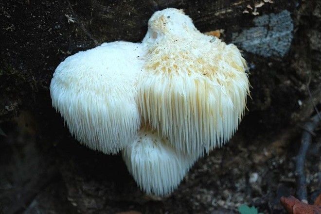 Фотографии самых красивых грибов мира 50