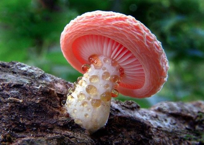 Фотографии самых красивых грибов мира 39
