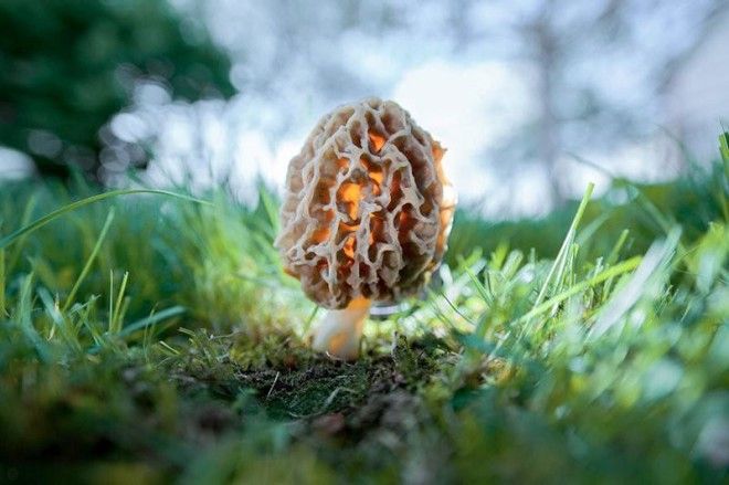 Фотографии самых красивых грибов мира 46