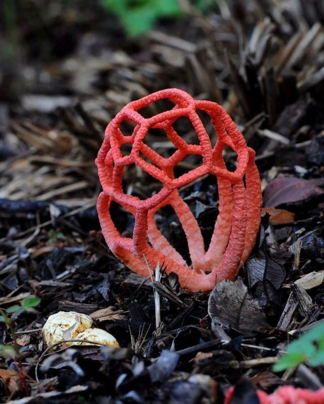 Фотографии самых красивых грибов мира 48