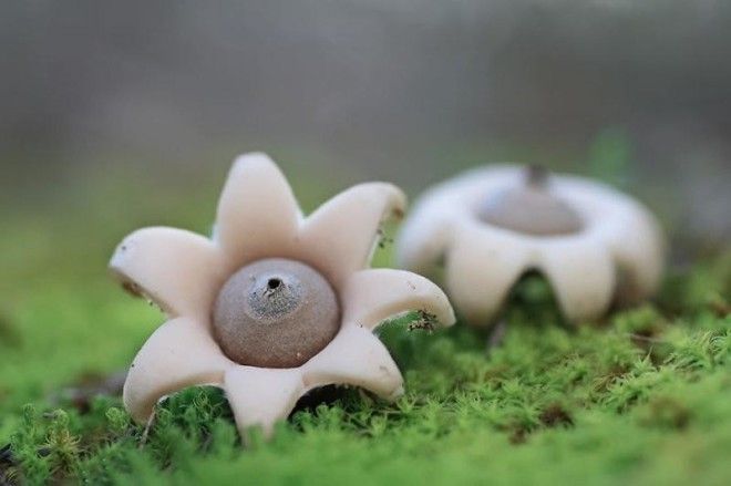 Фотографии самых красивых грибов мира 45