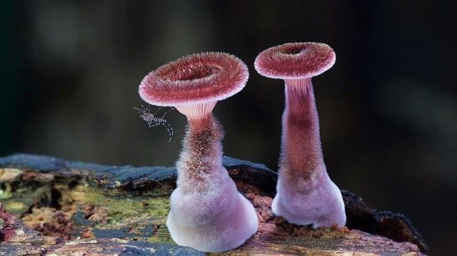Фотографии самых красивых грибов мира 45