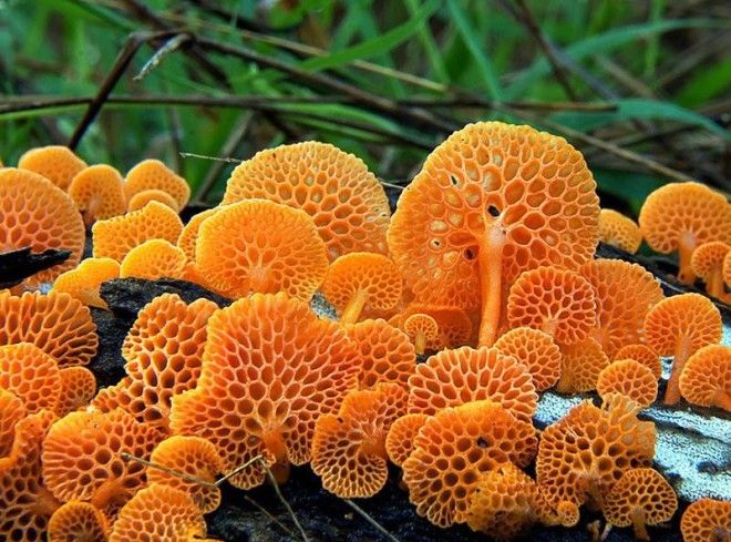 Фотографии самых красивых грибов мира 43