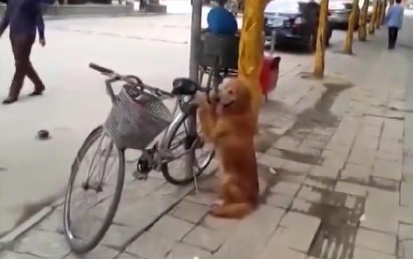 Собака охраняла велосипед, но то, что она сделала дальше, вызвало бурную реакцию прохожих