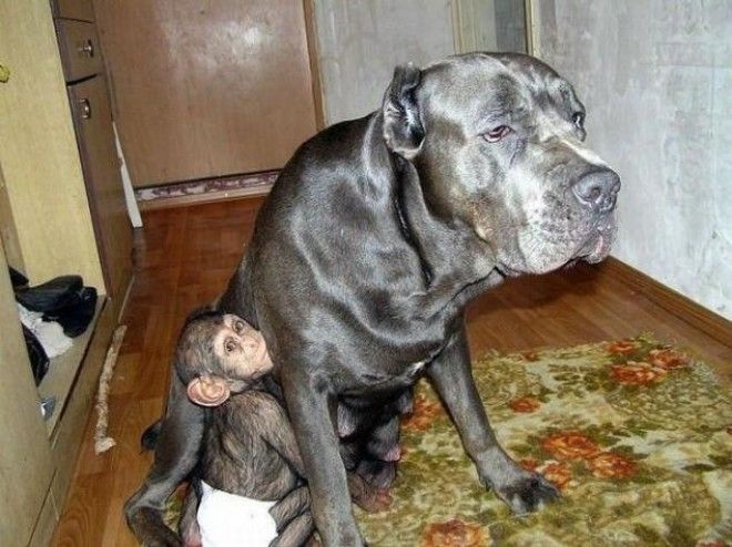 Эта собака усыновила брошенного детеныша шимпанзе! 23