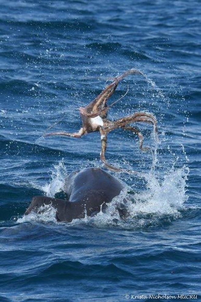 Фото: дельфин играет осьминогом 13