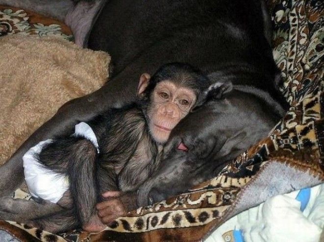 Эта собака усыновила брошенного детеныша шимпанзе! 20