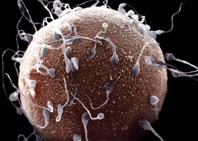 10 фактов о сперме человека 40