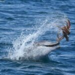 Фото: дельфин играет осьминогом