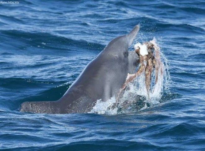 Фото: дельфин играет осьминогом 16