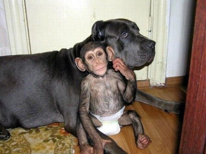 Эта собака усыновила брошенного детеныша шимпанзе! 19