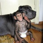 Эта собака усыновила брошенного детеныша шимпанзе!