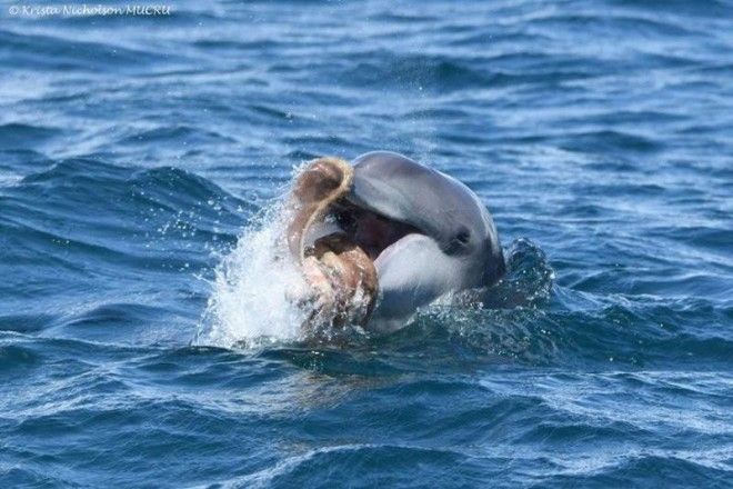 Фото: дельфин играет осьминогом 14