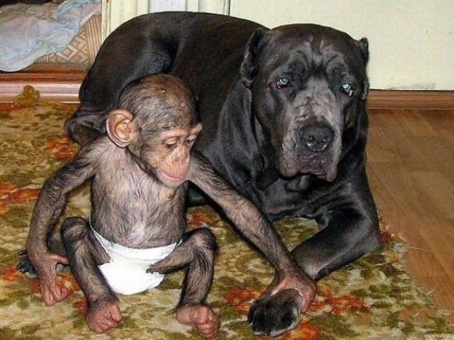 Эта собака усыновила брошенного детеныша шимпанзе! 24