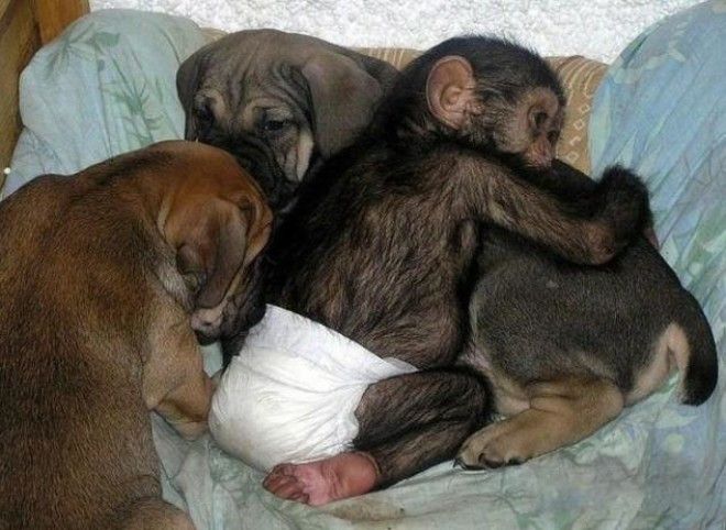 Эта собака усыновила брошенного детеныша шимпанзе! 22