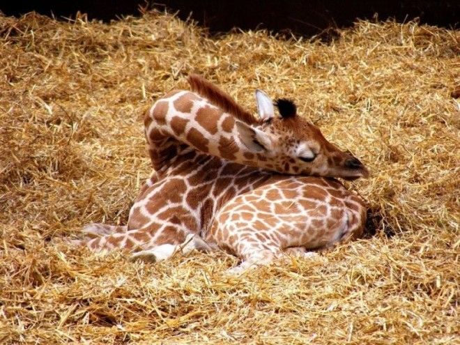 12 фото, как спят жирафы 39