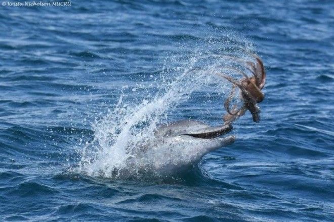 Фото: дельфин играет осьминогом 15