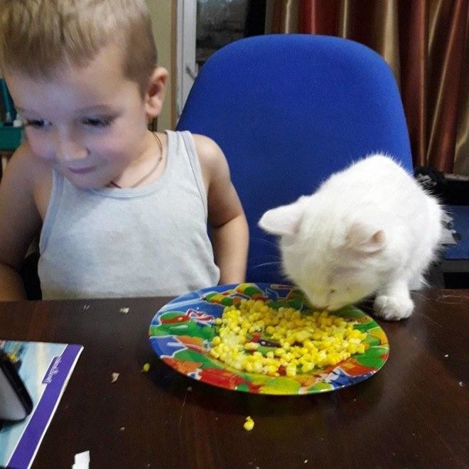 Ребёнок ест из миски кота? Это уже проблемы кота 46