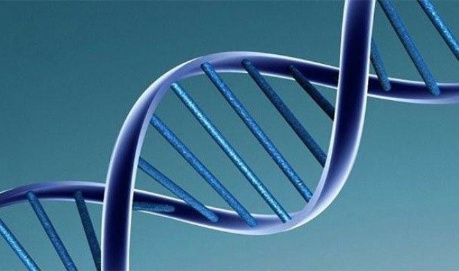 Факты про ДНК, благодаря которым вы узнаете о себе немного больше 48