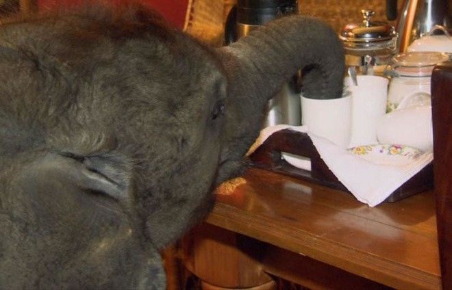 Слоненок ни на шаг не отходит от новой мамы, которая спасла его от смерти 33