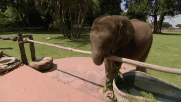 Слоненок ни на шаг не отходит от новой мамы, которая спасла его от смерти 35