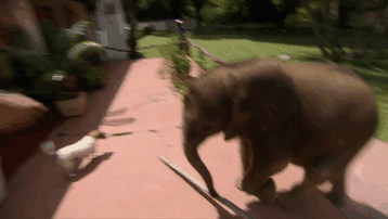 Слоненок ни на шаг не отходит от новой мамы, которая спасла его от смерти 36